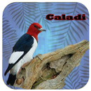 Kicau - Burung Caladi APK