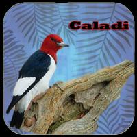 Kicau - Burung Caladi penulis hantaran