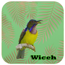 Kicau - Burung Wiceh APK
