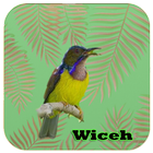 Kicau - Burung Wiceh icône