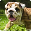 Puppies Pitbull Live Wallpaper APK