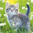 Cute Kittens Live Wallpaper APK