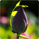 Lotus Live Wallpaper APK