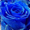 Rose Live Wallpaper APK