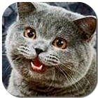 Random Lolcat icono