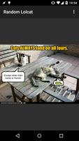 برنامه‌نما Random Lolcat عکس از صفحه