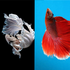Betta Fish Wallpapers Collection 2018 icône
