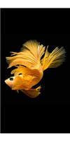 Betta Fish Wallpapers Collection 2018 poster