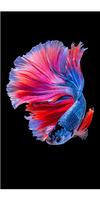 Betta Fish Wallpapers Collection 2018 اسکرین شاٹ 1