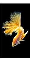 Betta Fish Wallpapers Collection 2018 স্ক্রিনশট 2