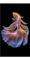 Betta Fish Wallpapers Collection 2018 截图 3