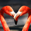 Love And Flowers Collection HD