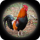 Chicken Hunting Master : Sniper Shooting APK