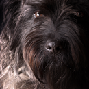 mini schnauzer wallpaper APK