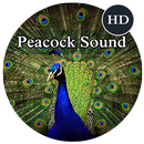 Peacock Sounds APK