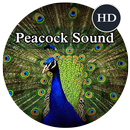 Peacock Sounds APK