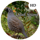 Quail Sounds APK