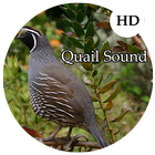 Quail Sounds icône