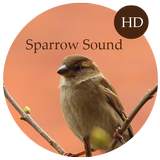 Sparrow Sounds 아이콘