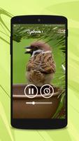 Sparrow Sounds Screenshot 2