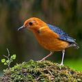 Jenis-jenis Burung