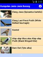 Jenis-jenis Burung syot layar 2