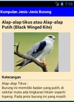 Jenis-jenis Burung syot layar 3