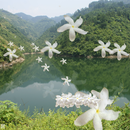 经典国语老歌金曲200首，80后70后60后爸妈的美好回忆-可铃声剪辑 APK