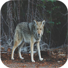 Coyote Sounds Zeichen