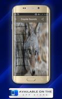 Coyote Sounds Plakat