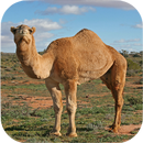 Camel Sounds-APK