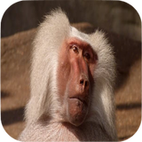 Baboon Sounds icon