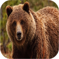 Bear Sounds