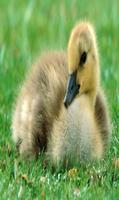 Goose Sounds captura de pantalla 1