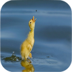 Duck Sounds