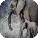 Elephant Sounds APK