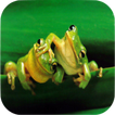 Frog Sounds