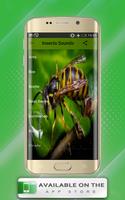 Insects Sounds Plakat
