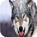 Wolf Sounds-APK