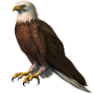 Eagle Widget/Stickers