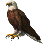 Eagle Widget/Stickers icono