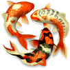Koi fish Widget/Stickers APK