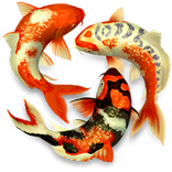 Koi fish Widget/Stickers