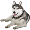 Husky Widget/Stickers APK
