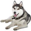 Husky Widget/Stickers