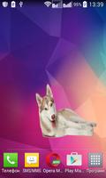 Husky Widget/Stickers captura de pantalla 3