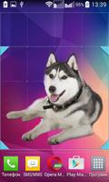 Husky Widget/Stickers capture d'écran 2