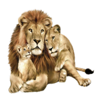 Lion Widget/Stickers icône