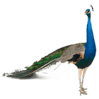 Peafowl (Peacock) Widget أيقونة