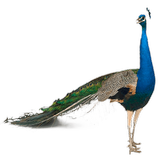 Peafowl (Peacock) Widget ikona
